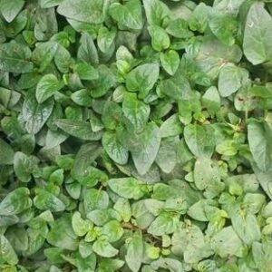 Self - heal (Prunella vulgaris)